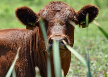 Mercado de ganados con “leve ajuste de valores”