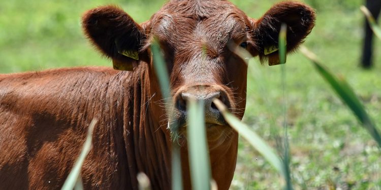 Mercado de ganados con “leve ajuste de valores”