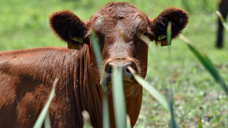 Mercado de ganados con “leve ajuste de valores”