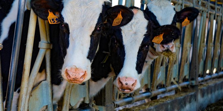 Fonterra sin encontrar el piso sigue bajando, con la LPE por debajo de la LPD