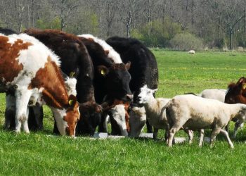 Declaración jurada muestra crecimiento de ovinos y estabilidad de vacunos