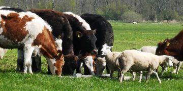 Declaración jurada muestra crecimiento de ovinos y estabilidad de vacunos