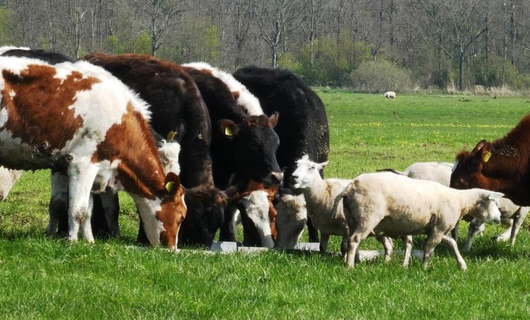 Declaración jurada muestra crecimiento de ovinos y estabilidad de vacunos