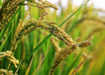 Arroceros plantearon al Ejecutivo bajar costos operativos y energéticos