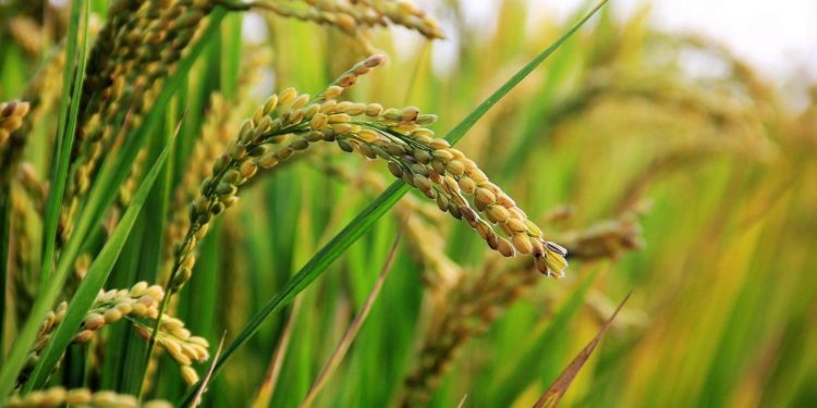 Arroceros plantearon al Ejecutivo bajar costos operativos y energéticos