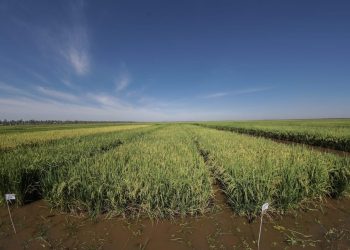 En 15 años Paraguay pasó de 35.000 a 180.000 hectáreas de arroz