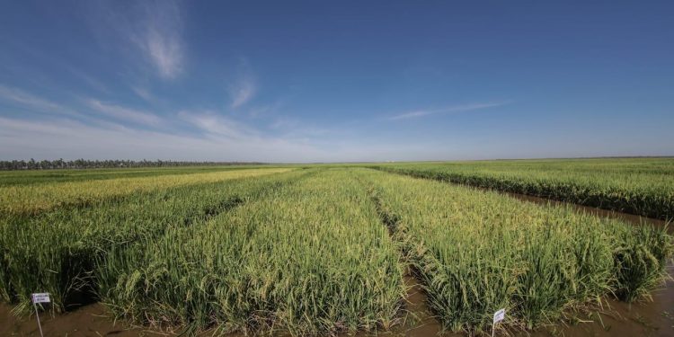 En 15 años Paraguay pasó de 35.000 a 180.000 hectáreas de arroz