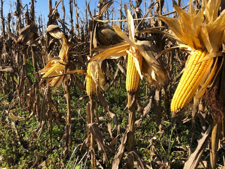 Buen tiempo termina el jueves con llegada de “Temporal de Santa Rosa”