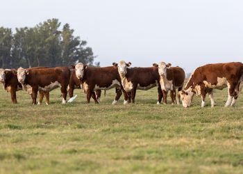 Con pocos ganados bien preparados, hubo “estabilidad” en los valores