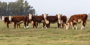 Con pocos ganados bien preparados, hubo “estabilidad” en los valores