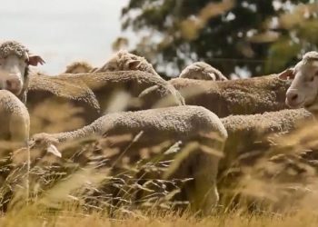 El promedio de la lana en el mercado australiano sigue por debajo de los diez dólares
