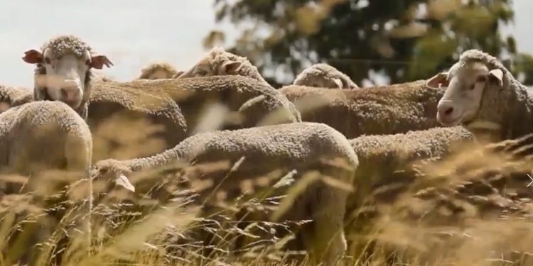 El promedio de la lana en el mercado australiano sigue por debajo de los diez dólares