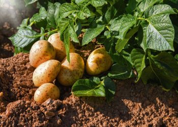 El productor vende la papa a $ 10 el kilo, el precio final está por encima de los $ 40