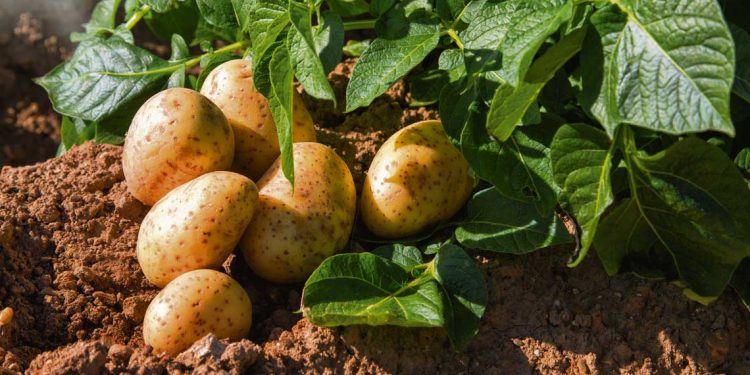 El productor vende la papa a $ 10 el kilo, el precio final está por encima de los $ 40