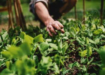Uruguay impulsará un enfoque innovador en el Encuentro sobre producción familiar a llevarse a cabo en diciembre en Chile