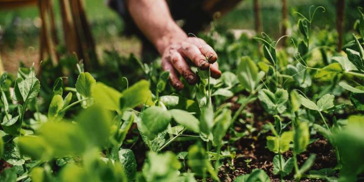 Uruguay impulsará un enfoque innovador en el Encuentro sobre producción familiar a llevarse a cabo en diciembre en Chile