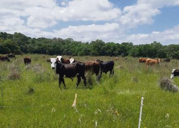 Ganadería regenerativa, una tecnología para todo tipo de suelo y toda especie animal