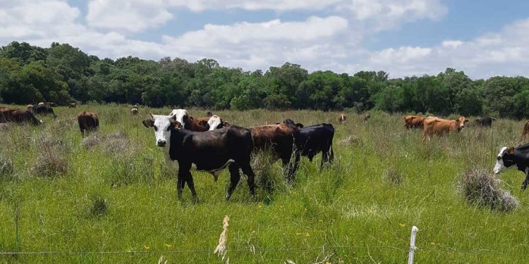 Ganadería regenerativa, una tecnología para todo tipo de suelo y toda especie animal