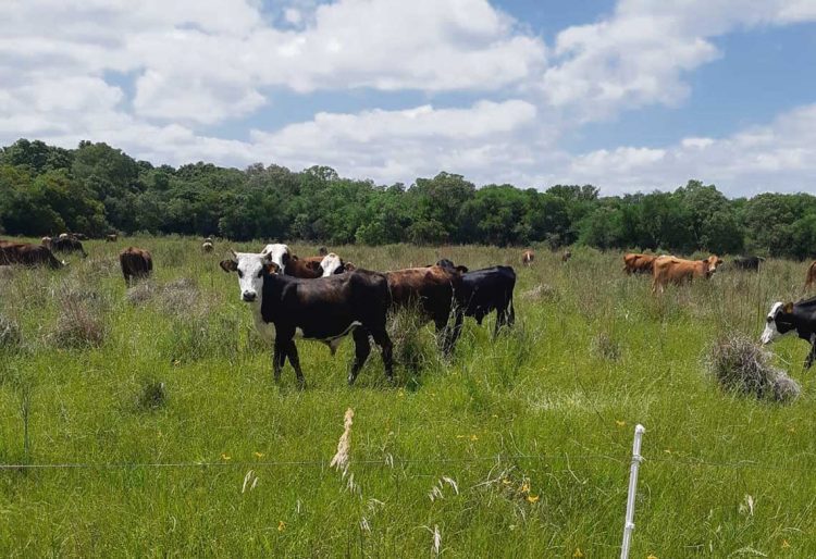 Ganadería regenerativa, una tecnología para todo tipo de suelo y toda especie animal
