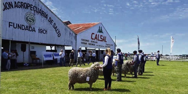 Comienza una gran Expo Salto con muy buen nivel de animales
