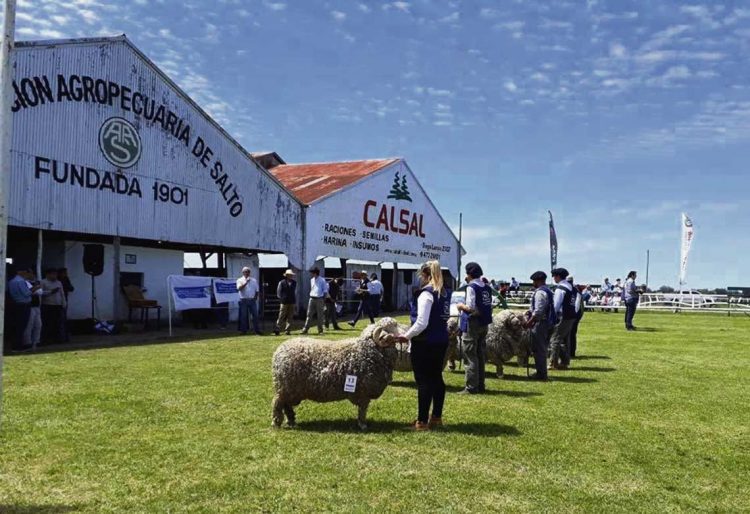 Comienza una gran Expo Salto con muy buen nivel de animales
