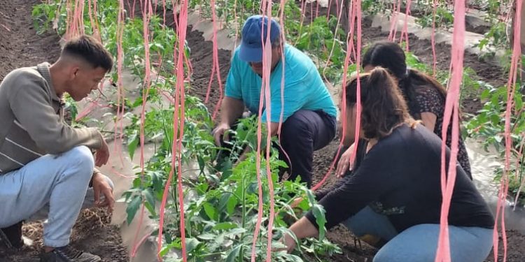 Artigas: Un departamento con condiciones para la horticultura no aprovechadas