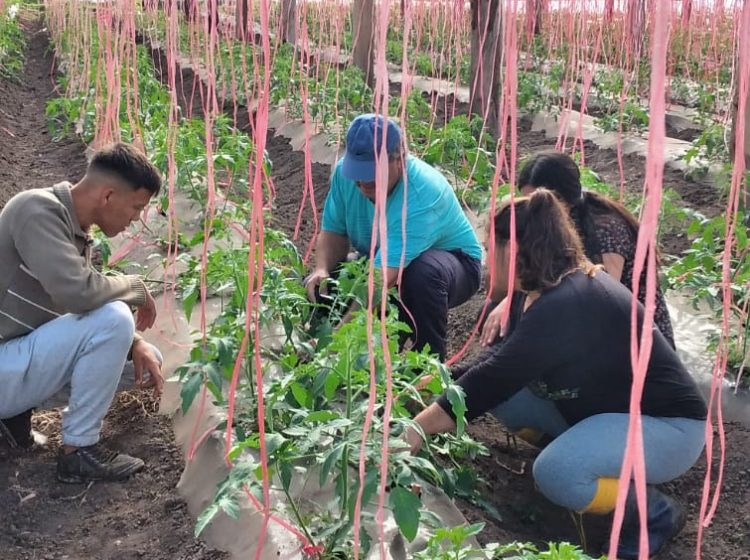 Artigas: Un departamento con condiciones para la horticultura no aprovechadas