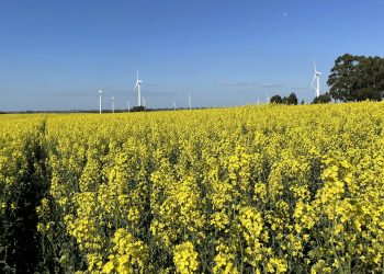 Encuesta de DIEA: Sigue creciendo el área de la colza