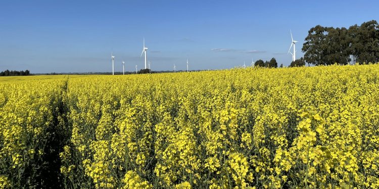 Encuesta de DIEA: Sigue creciendo el área de la colza