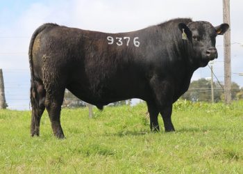 Desde hoy jueves y hasta el 6 de octubre Zambrano lleva adelante el remate Online Ganadera Barracas