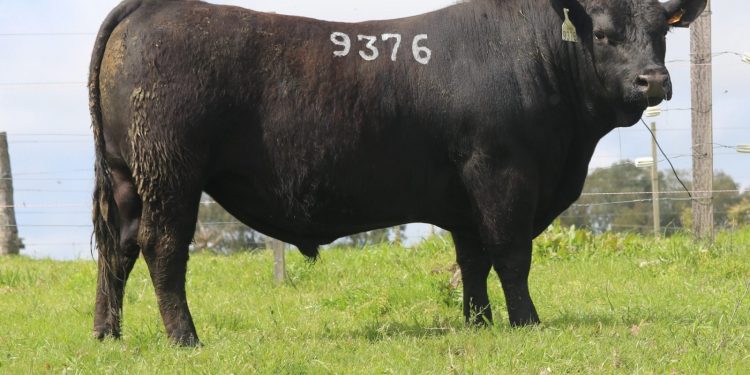 Desde hoy jueves y hasta el 6 de octubre Zambrano lleva adelante el remate Online Ganadera Barracas