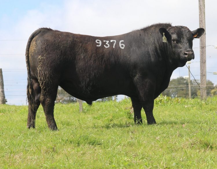 Desde hoy jueves y hasta el 6 de octubre Zambrano lleva adelante el remate Online Ganadera Barracas