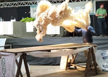 Baja de la lana a valores históricos, US$ 8,86 el promedio