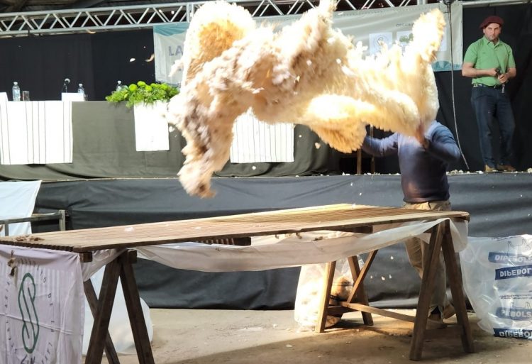 Baja de la lana a valores históricos, US$ 8,86 el promedio