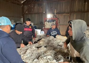 Continúa en baja el precio de la lana, cerró la semana a US$ 8,80