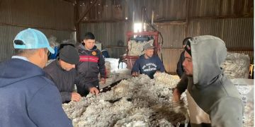 Continúa en baja el precio de la lana, cerró la semana a US$ 8,80