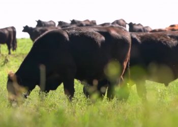 Importante baja de precios en el mercado de ganados