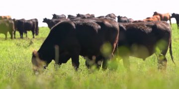 Importante baja de precios en el mercado de ganados