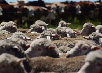 La lana sigue buscando un piso mientras continúa cayendo