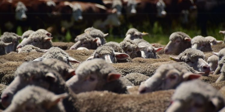 La lana sigue buscando un piso mientras continúa cayendo
