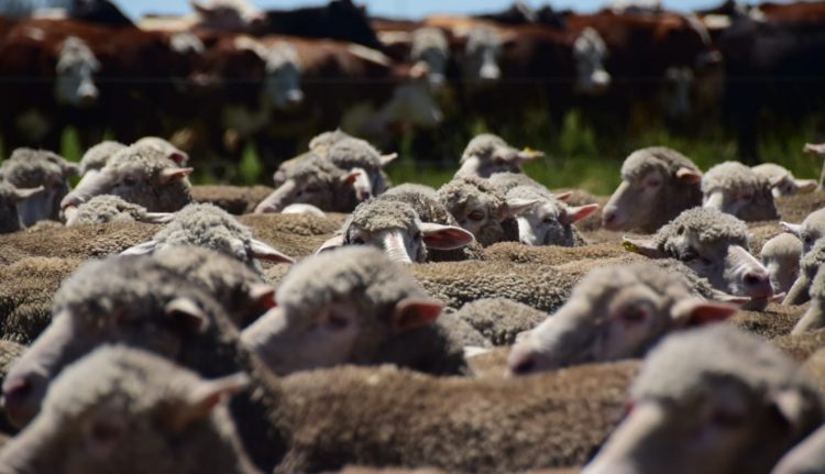La lana sigue buscando un piso mientras continúa cayendo