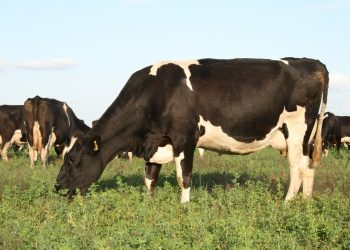 Fonterra quebró la mala racha y subió a US$ 4.007 en promedio