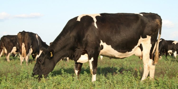 Fonterra quebró la mala racha y subió a US$ 4.007 en promedio