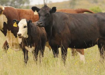 Ing. Montes: Antes de comprar un toro hay que analizar el sistema productivo del establecimiento