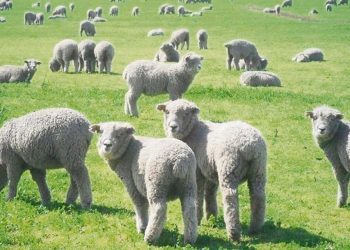 El seguro ovino no solo es económico, hace a la tranquilidad de los productores