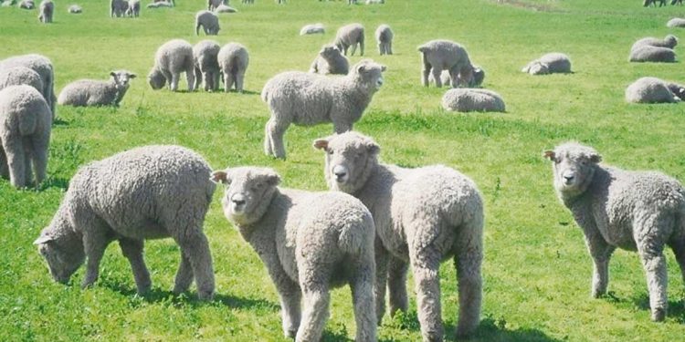 El seguro ovino no solo es económico, hace a la tranquilidad de los productores