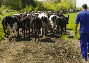 Lechería asociada (Sharemilking) y el dilema de las cuencas