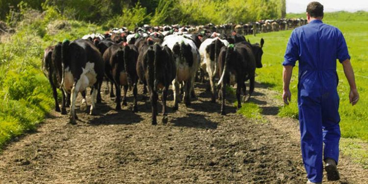 Lechería asociada (Sharemilking) y el dilema de las cuencas