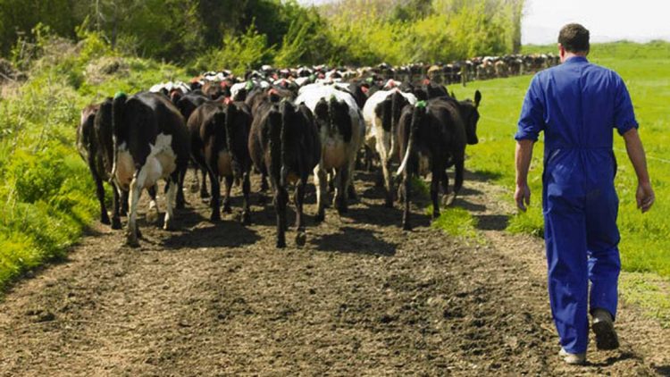 Lechería asociada (Sharemilking) y el dilema de las cuencas