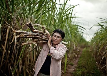 Cañeros de Artigas impulsan cooperativas de producción orgánica
